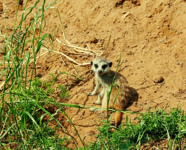 Erdmännchen