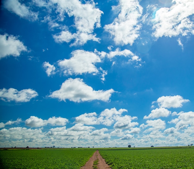 Erdnuss Feld Plantagen Natur