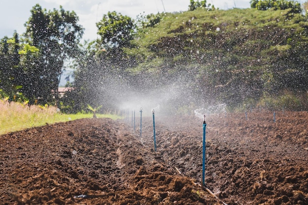 Erdreihen vor dem Pflanzen mit Wasserspringsystem