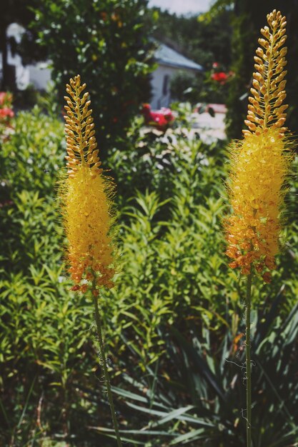 Eremurus amarelos florescendo no jardim