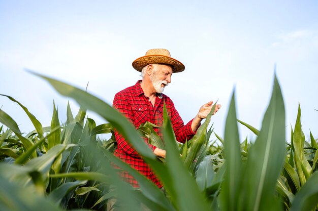 Erfahrener älterer Landwirt steht im Maisfeld und überprüft den Gesundheitszustand der Pflanzen