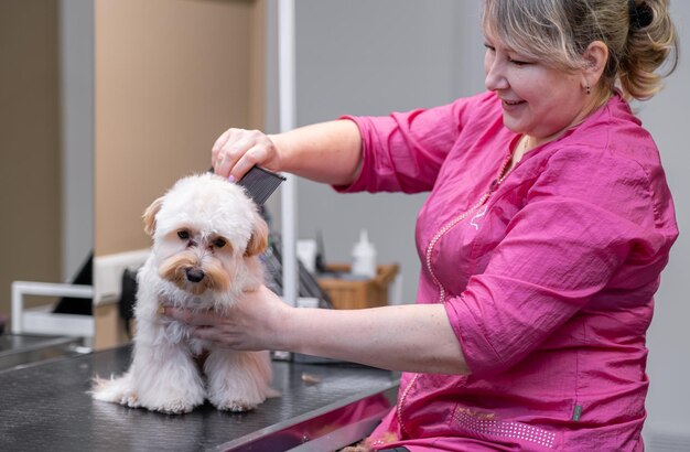 Erfahrener Hundefriseur, der im Pflegesalon sorgfältig weißes Haarwelpenfell bis zur Perfektion bürstet