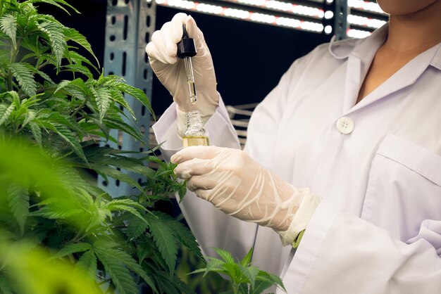 Erfreuliche Cannabispflanze in einer Indoor-Farm und Wissenschaftler, der CBD-Öl inspiziert