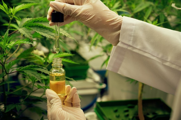Erfreuliche Cannabispflanze in einer Indoor-Farm und Wissenschaftler, der CBD-Öl inspiziert