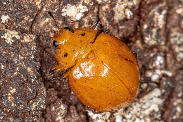 Erfreulicher Pilzkäfer der Familie Erotylidae