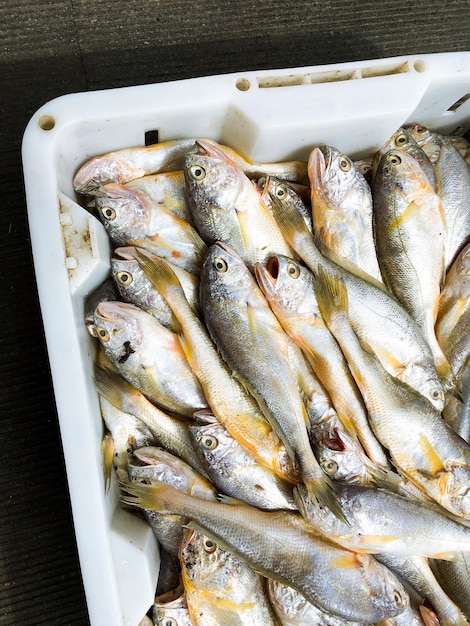 Erhöhte Ansicht von Fischen im Behälter