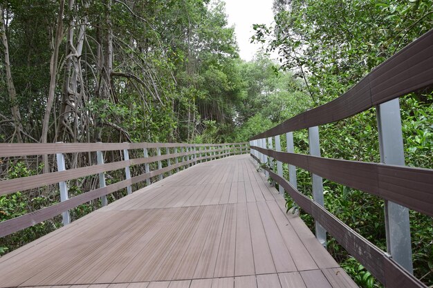 Erhöhter Holzweg, der durch einen Pflanzenpark Guayaquil führt