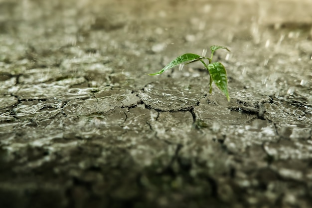 Erholung und Herausforderung im Leben oder im Geschäftskonzept. Wirtschaftskrisensymbol oder Ökologiesystem. Regen fällt auf eine neue Sprössling-Grünpflanze. Rissiger Boden Grundland als Hintergrund