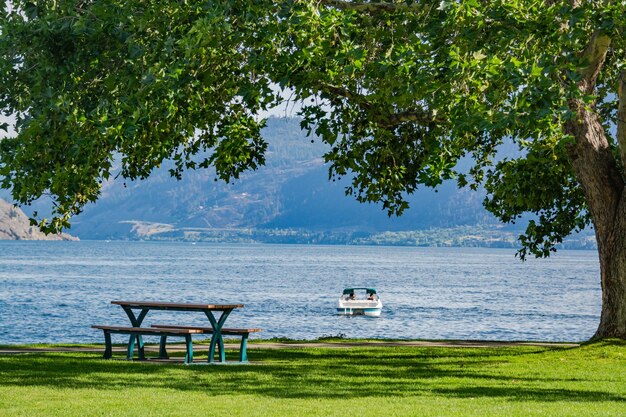 Erholungsgebiet unter der Krone eines großen Kastanienbaums mit Blick auf den See