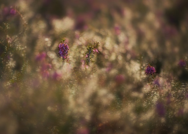 Foto erica-anlage am frühen morgen im wald