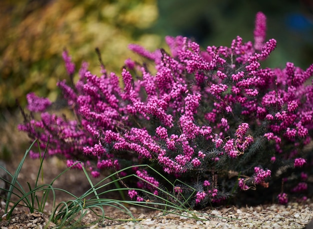 Erica arbusto herbáceo crescendo no jardim em um dia de primavera