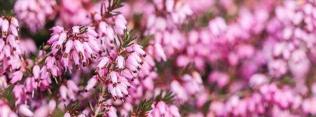 Erica carnea rosa flores de brezo de invierno en el jardín a principios de la primavera