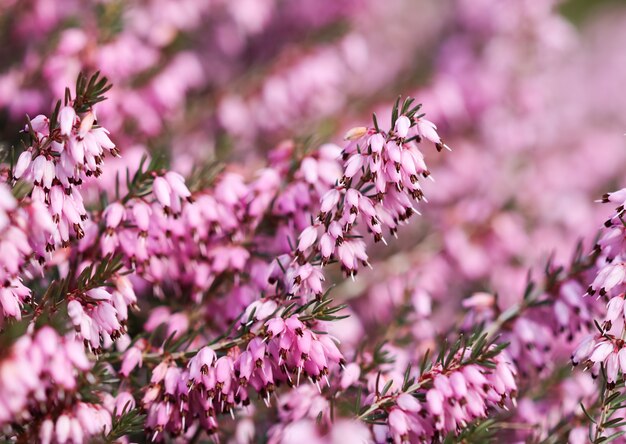 Erica carnea rosa flores de brezo de invierno en el jardín a principios de la primavera