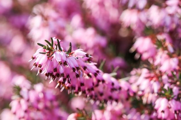 Erica carnea rosa flores de brezo de invierno en el jardín a principios de la primavera