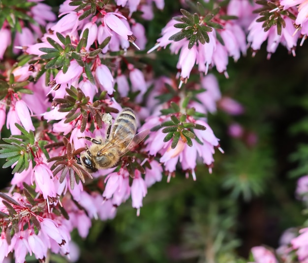 Erica carnea rosa flores golpe de invierno y una abeja trabajadora en un jardín de primavera