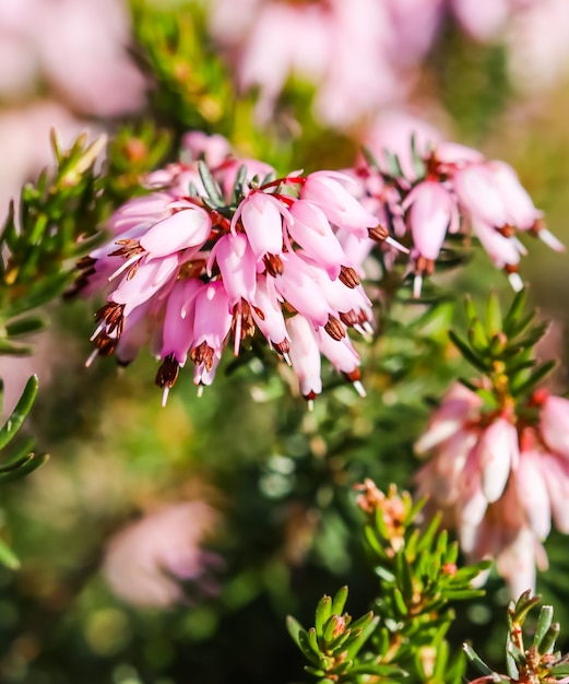 Erica carnea rosa floresce brejo de inverno no jardim no início da primavera