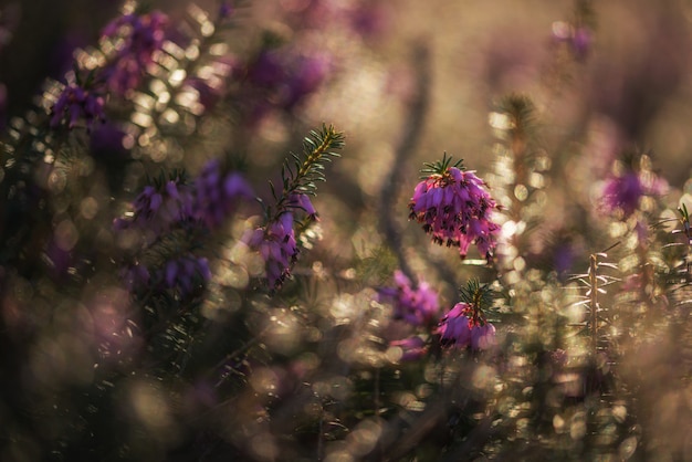 Foto erica plantas na manhã