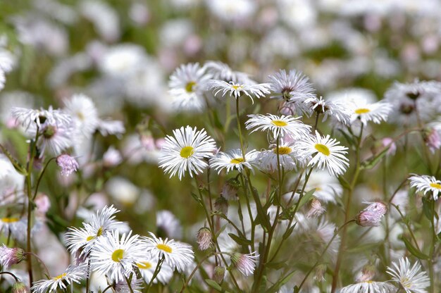 Foto erigeron erigeron speciosus