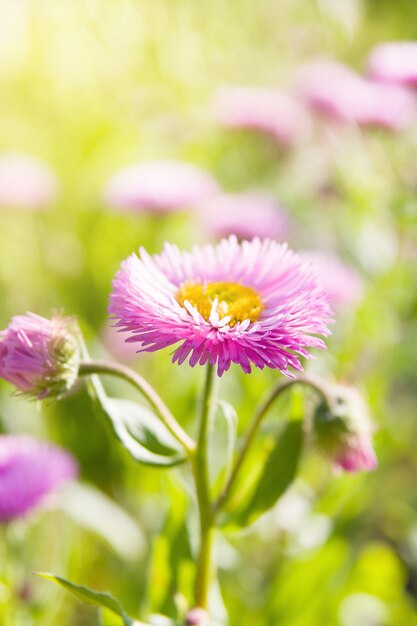 Erigeron Sea Breeze em um dia ensolarado