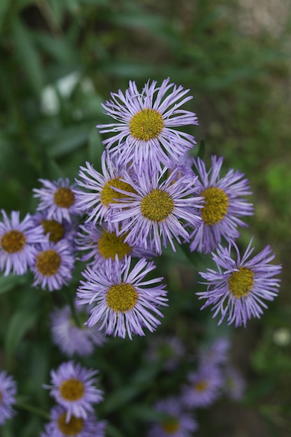 Foto erigeron speciosus