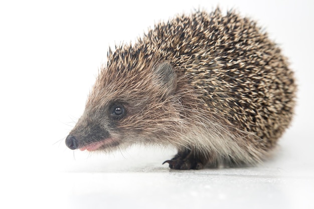 Erinaceus europaeus Gemeinsamer europäischer Igel auf weißem Hintergrund