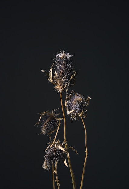 Eríngio de flores secas da planta de cabeça azul da família umbelliferae com flores azuis espinhosas, hastes marrons em um fundo escuro com espaço de cópia. Conceito de cartão floral atmosférico bonito.