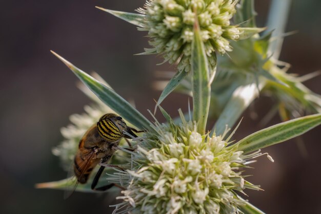 Eristalinus taeniops é uma espécie de hoverfly