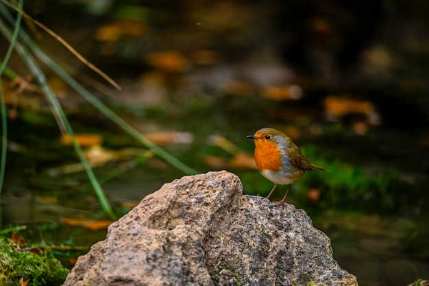 Erithacus rubecula o petirrojo es una especie de ave paseriforme de la familia muscicapidae