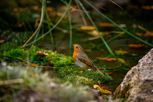 Erithacus rubecula oder Rotkehlchen ist eine Sperlingsvogelart aus der Familie der Muscicapidae