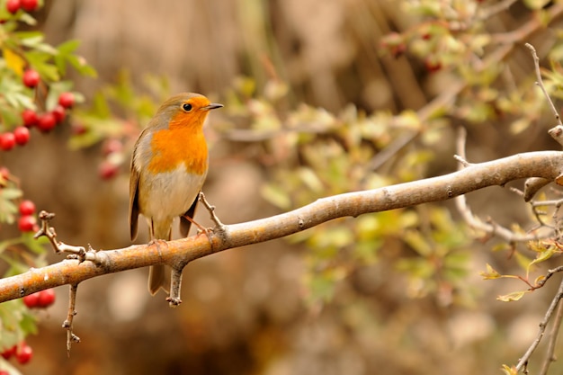 Erithacus rubecula - El petirrojo europeo es una especie de ave paseriforme de la familia Muscicapidae