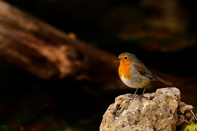 Erithacus rubecula - El petirrojo europeo es una especie de ave paseriforme de la familia Muscicapidae