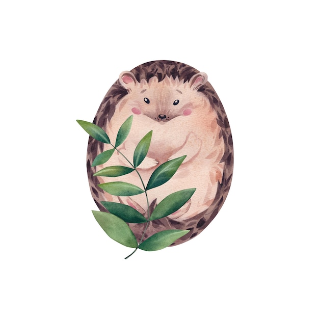 Erizo acuarela con una ramita La ilustración está dibujada a mano Animales del bosque Para diseñadores logo postal clipart
