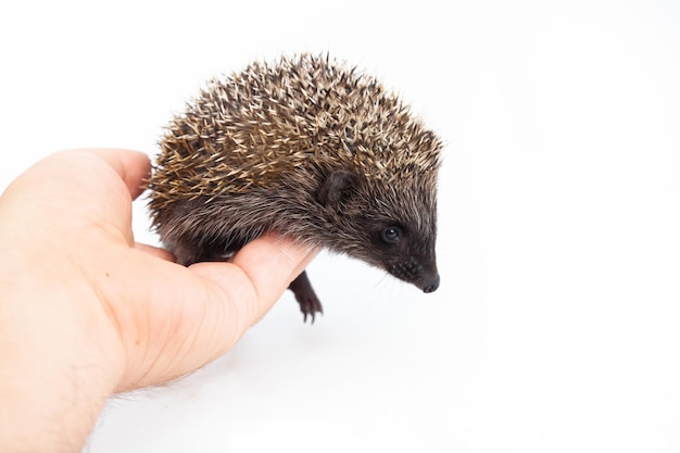 Erizo europeo Erinaceus europaeus también conocido como erizo de Europa occidental o erizo común