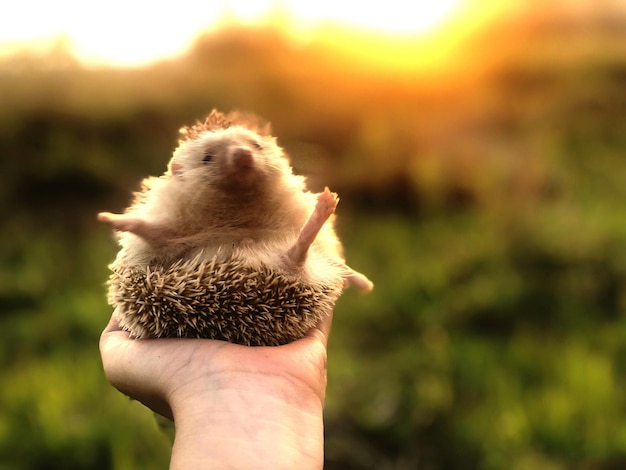 Foto el erizo en la mano al atardecer