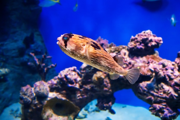 Erizo de peces nadando bajo el agua en un acuario