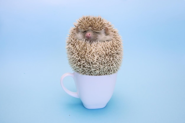 Erizo pigmeo africano tomando una siesta en una taza de té blanca