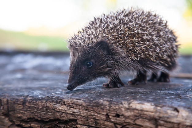 Erizo salvaje, nativo y europeo en un hábitat natural de bosques. Nombre científico Erinaceus Europaeus. F