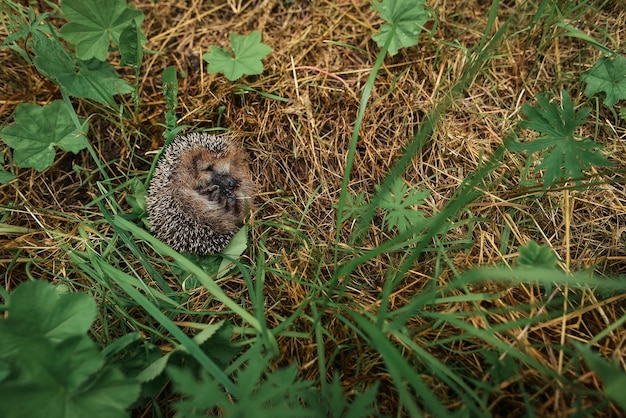 Erizo sentado en la hierba en el bosque