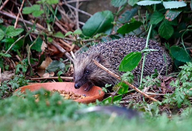 Erizo urbano comiendo en un jardín.