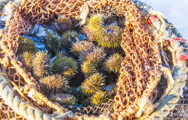 Erizos de mar producidos