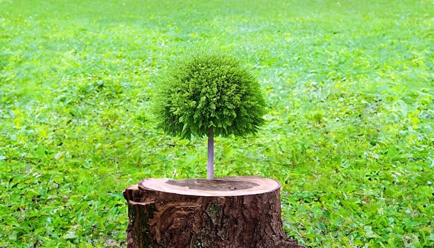 Foto erneuerung des lebens junger baum, der aus einem alten baumstumpf entsteht, ein symbol für nachwachsen und widerstandsfähigkeit