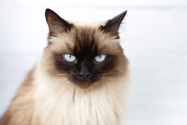 Ernsthafte Katze, hochmütiger Blick auf einen weichen Hintergrund einer weißen Wand, Nahaufnahme