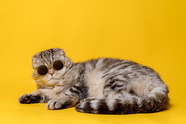 Ernsthafte Scottish Fold-Katze mit Sonnenbrille liegt auf gelbem Hintergrund