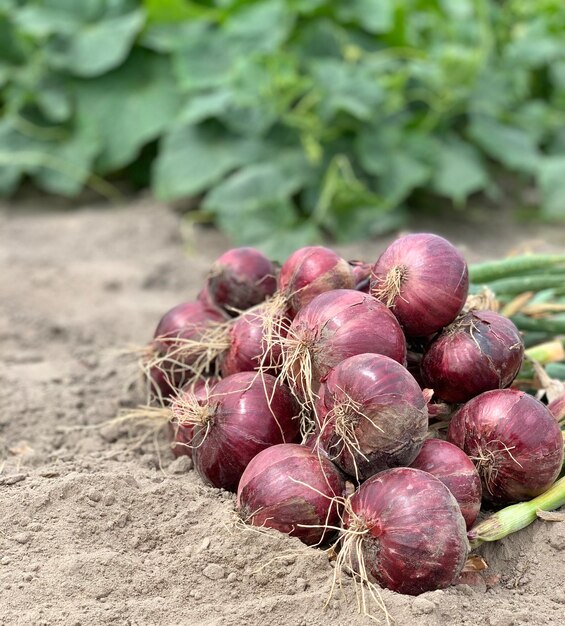 Foto ernte bio-zwiebel-konzept von bio-gemüse