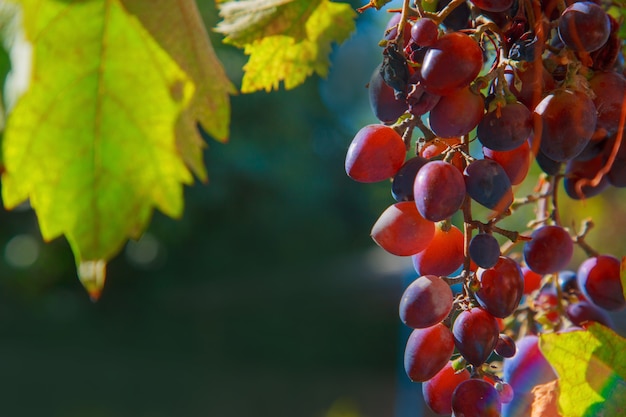 Ernte: Die Früchte der roten Trauben reifen am Strauch