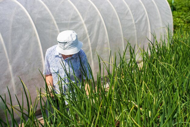 Ernte durch den Bauern im Garten auf dem Bauernhof Gartenkonzept Landwirtschaftliche Arbeit auf einer Plantage Frische, gesunde Bio-Lebensmittel