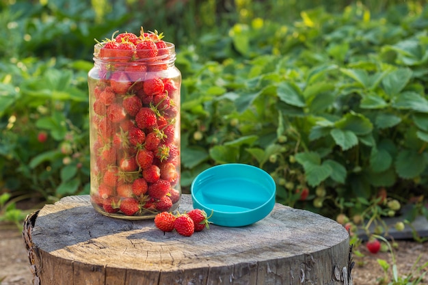 Ernte-Erdbeeren im Glas auf altem Stumpf