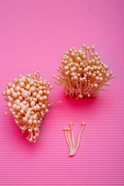 Ernte essbaren Enokitake-Pilz auf rosa Hintergrund