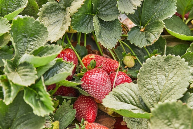 Ernte frische Erdbeeren auf dem Bauernhof, Nahaufnahme von frischen Bio-Erdbeeren, die an einer Rebe wachsen.