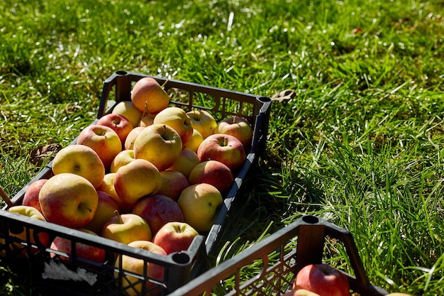 Ernte frischer roter Bio-Äpfel in den schwarzen Kästen